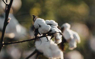 A Trial On a Queensland Farm Poses a Solution for Cotton Waste By Sending It Back To Where It Came From