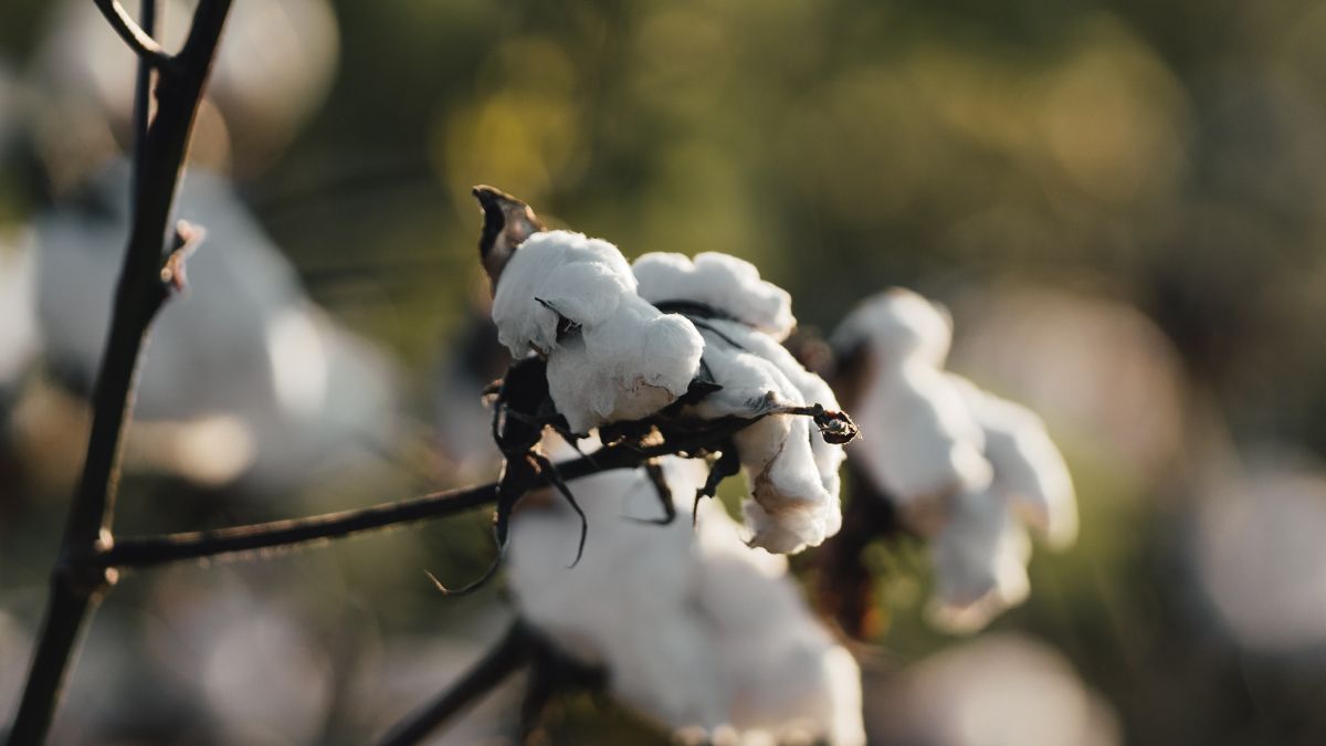 Cotton growing on a farm